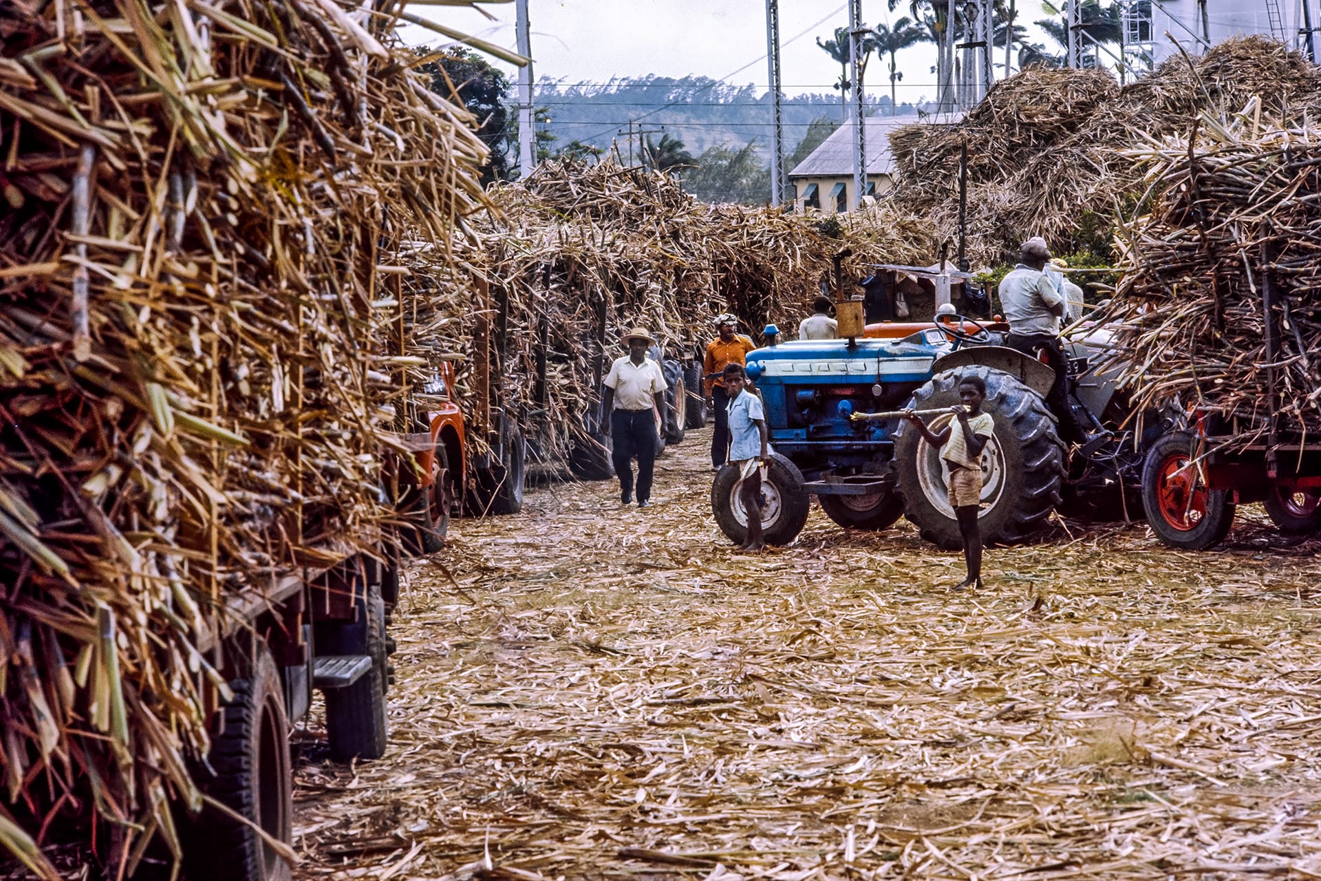 Sugar cane trucks wait to unload at Andrew's Factory