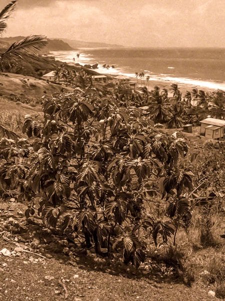 The view from Maud Mayer's home, Cleaver's Hill - in the foreground is Christmas Bush 06-1976-h2-02-12-sepia