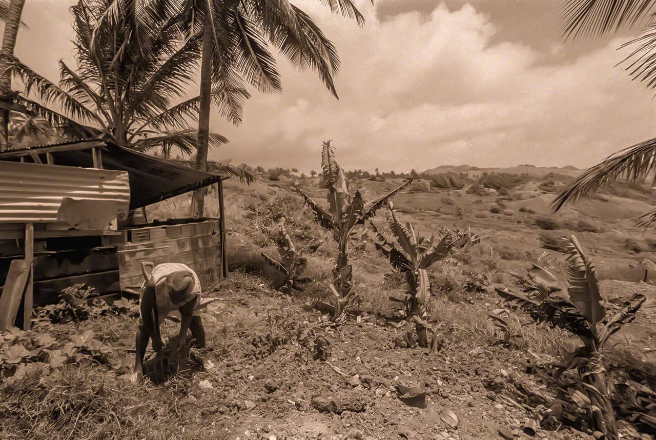 Home Cures of Barbados