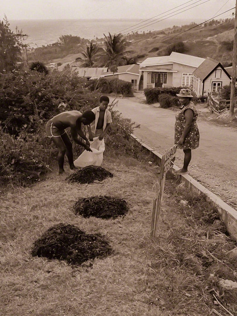 Leon Thorpe & Family, Seamoss Entrepreneur, Cleaver's Hill, Bathsheba 06-1976-h2-01-32-sepia
