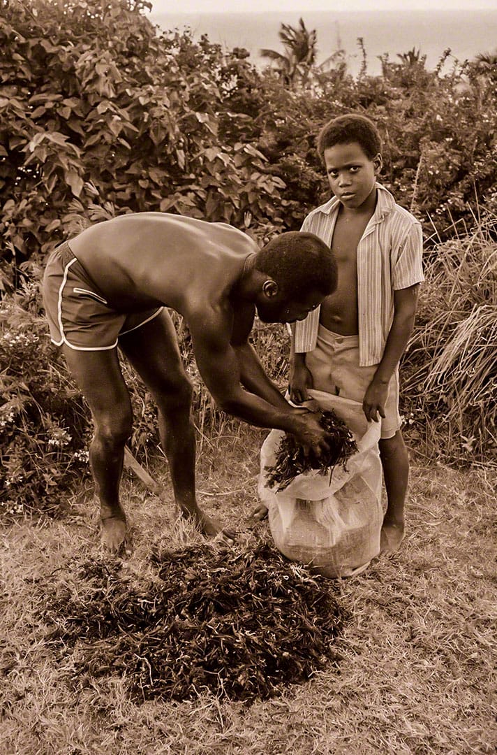 Leon Thorpe & Son, Cleaver's Hill, Bathsheba 06-1976-h2-01-34-sepia