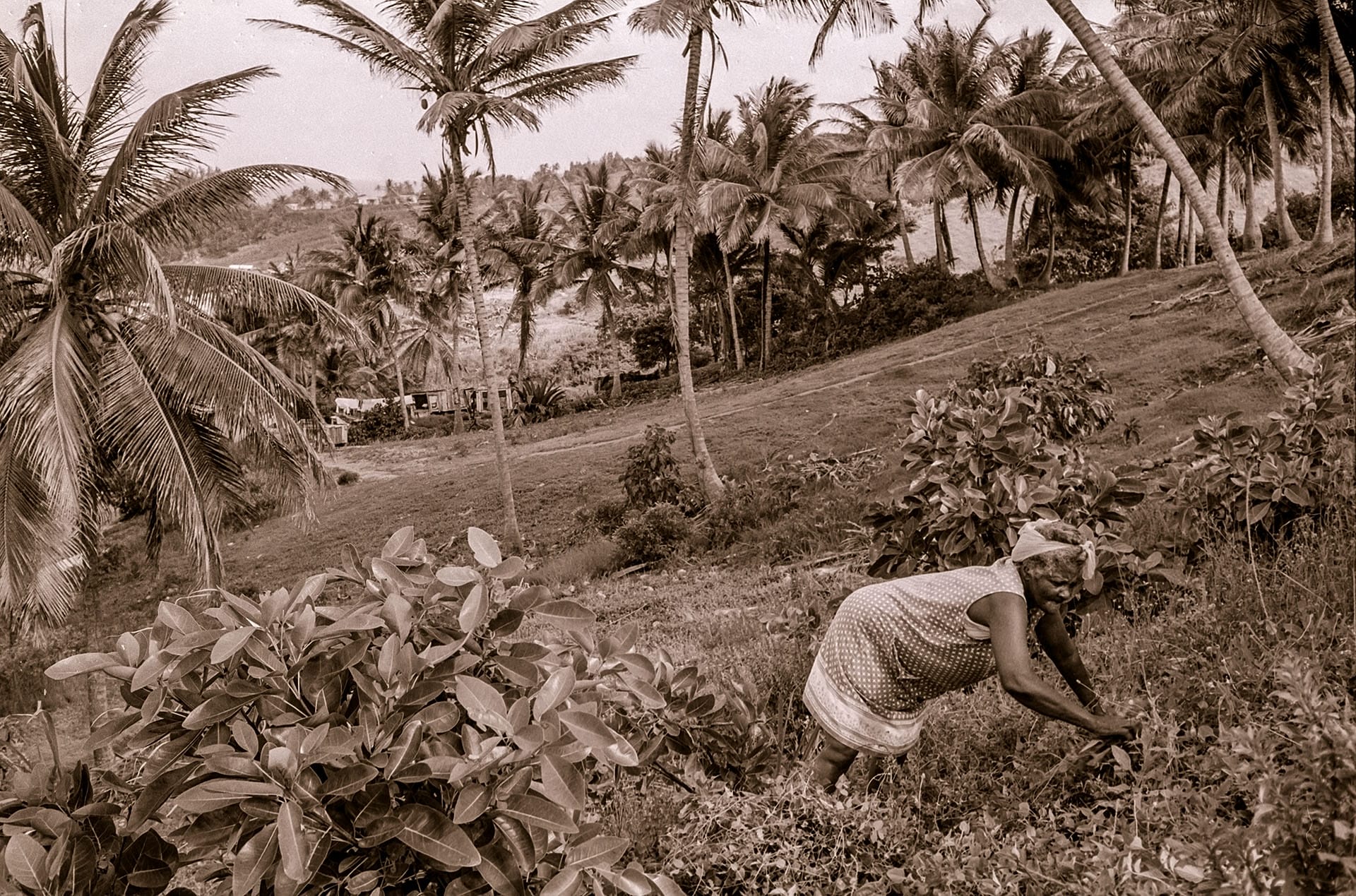 Maud Mayers in her land harvesting medicinal plants