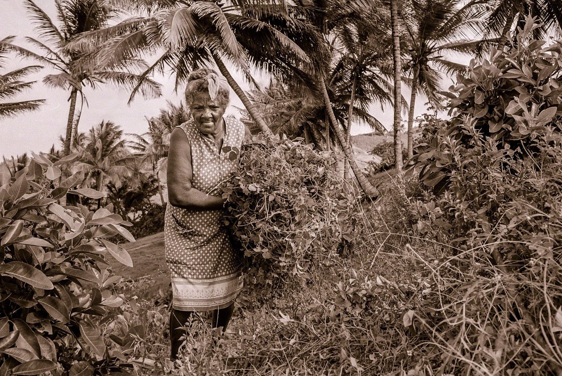 Home Cures of Barbados