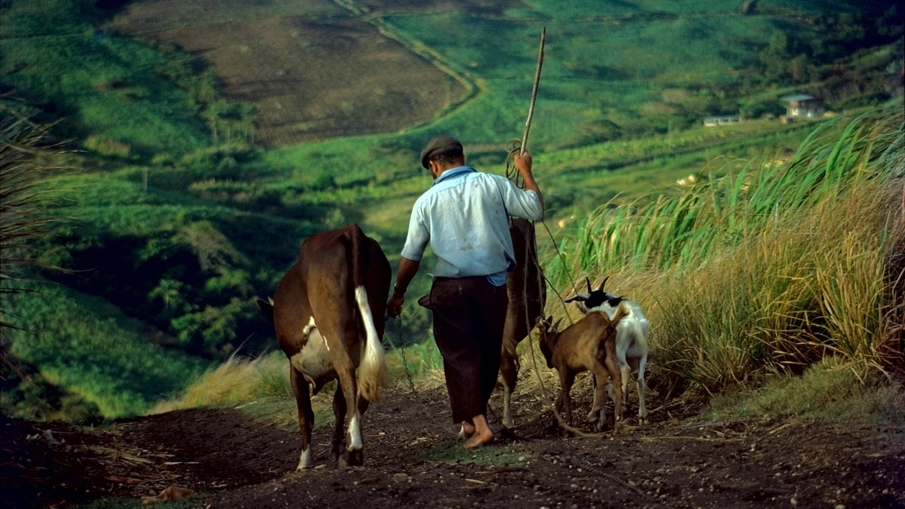Out to pasture, Saddleback, St. Joseph