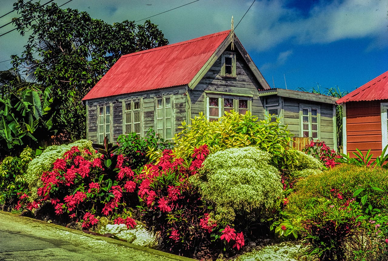 poinsettia snow on mountain chattle house bvl1 9 01